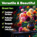 HOME GROWN 𝗨𝗦𝗔 𝗣𝗥𝗘𝗠𝗜𝗨𝗠 Zinnia Dahlia Seeds Pack for 2025 – 524 𝗡𝗢𝗡-𝗚𝗠𝗢 Flower Seeds | Vibrant Zinnia Elegans for Pollinator Gardens, Borders & Containers | Easy-to-Grow Outdoor Blooms by GreenHaven Gardens