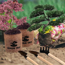 Bonsai Garden Starter Kit, 4 Seeds Growing into Sakura, Ginkgo, Black Pine, Red Flame, Including Complete Gardening Tools & A Wooden Box with Cover, Christmas Gifts for Men Women Beginners by GreenHaven Gardens