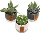 Succulents Plants Live in Plant Pot Set (3 Pack), Succulent Cactus Plants Live Plants, Indoor Plants Live Gardening Gifts for Plant Lovers, Live Succulents Plants Live Houseplants by Plants for Pets by GreenHaven Gardens