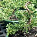 Brussel's Live Green Mound Juniper Outdoor Bonsai Tree - 3 Years Old; 4" to 6" Tall with Decorative Container - Not Sold in California by GreenHaven Gardens