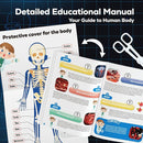 GobiDex Human Body Skeleton Model Kits, 40 Piece Anatomy Figure,Glow in The Dark Bones Interactive Science Kit, STEM Educational Toys for Boys and Girls, Halloween Physiology Gifts for Kids Ages 8+ by TinyTreasures Baby Boutique