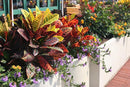 Assorted Foliage Potting Soil - Professional Grade Mix for Lush and Diverse Foliage Arrangements - 3 Quart by GreenHaven Gardens