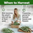 HOME GROWN 𝗨𝗦𝗔 𝗣𝗥𝗘𝗠𝗜𝗨𝗠 Rosemary Seeds Pack - 150 High Germinating 𝗡𝗢𝗡-𝗚𝗠𝗢 Heirloom Herb Seeds for Planting in Indoor or Outdoor Herb Gardens (Salvia rosmarinus) by GreenHaven Gardens