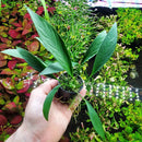 Anubias Live Aquarium Plants - Potted Freshwater Plant for Fish Tanks, Terrariums - Beginner Friendly Low Light (Glabra, 3 Pots) by GreenHaven Gardens