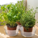 Hoolerry Plastic Plant Saucer Clear Deep Drip Tray Thickened Clear Plant Saucers Trays for Pots Deep Drip Trays for Home Garden Indoor and Outdoor Potted(15 Pcs,8, 10, 12 Inch) by GreenHaven Gardens