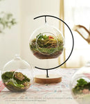 15-Piece Terrarium Kit with Live Moss – DIY Glass Globe Set with Tools, Soil, Stones & Spray Bottle – Indoor Mini Garden Gift for Plant Lovers, Home Decor & Zen Craft by CozyNest Decor