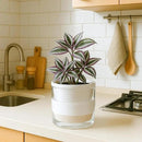 D'vine Dev 6 Inch Design Self Watering Planter for Indoor Plants, White Terracotta Pots with Cylinder Glass Cup, 37-X-B-2 by GreenHaven Gardens