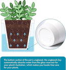 D'vine Dev 4 Inch Design Self Watering Planter for Indoor Plants, White Terracotta Pots with Cylinder Glass Cup, 37-X-A-2 by GreenHaven Gardens