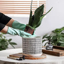 8 Inch Plant Pot: Ceramic Planter with Drainage Hole & Saucer - Cylinder Flowerpot for Indoor & Outdoor Plants - with Separate Tray for Home & Office - Striped Design by GreenHaven Gardens