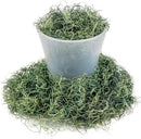 Premium Spanish Moss in Basil| Natural Preserved - Great Ground Cover - Filler for Potted Plants - by GARDENERA - 4 Quart Bag by GreenHaven Gardens