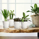 EFISPSS Ceramic Plant Pots Indoor, 5 Inch Planters with Drainage Holes and Ceramic Tray, Relief Design Flower Planter, Desktop Office Windowsill Decoration Gift Set of 4, White by GreenHaven Gardens