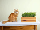 Cat Grass for Indoor Cats Kit – Organic & Handcrafted Cedar Planter with Fast-Growing Wheatgrass for Cats, Hairball Remedy with Pet-Friendly Planter (Natural) by GreenHaven Gardens