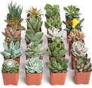 Shop Succulents Unique Succulent Plant Pack Collection - Live Mini Succulent Plants, Low Maintenance, Exceptional Colors & Textures - Wedding and Party Favors, Gift & Garden, Pack of 20 by GreenHaven Gardens