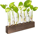KAXYEW Desktop Glass Plant Propagation Station Test Tube Plant Terrarium in Wooden Stand for Hydroponic Plants Cutting Office Home Decoration by GreenHaven Gardens
