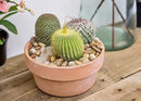 Altman Plants, Assorted Cactus Plants Live Cactus Decor (4PK), Cactus Plant Live Succulents Plants Live in Cactus Soil Potting Mix, Live Cacti Plants Live Succulent Plants Live Plants in Cactus Pot by GreenHaven Gardens