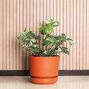 Elly Décor 8 inch Plastic Cylinder Planter Pot with Self-Watering Saucer and Drainage Hole,Lightweight & Extremely Durable, 8"x 8", Terracotta by GreenHaven Gardens