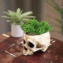 READAEER Skull Planter with Drain Hole, Resin Skull Shaped Flower Pot Candy Bowl, Gothic Decoration for Home Office Desk- White by CozyNest Decor