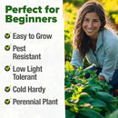 HOME GROWN Peppermint Seeds 2 Pack (Mentha × piperita) – 4,740 Heirloom Mint Seeds for Planting – 𝗡𝗢𝗡-𝗚𝗠𝗢, 𝗨𝗦𝗔-𝗦𝗢𝗨𝗥𝗖𝗘𝗗 – Grow Indoors or Outdoors, Kitchen Herb Garden Favorite by GreenHaven Gardens