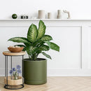 D'vine Dev 12 Inch Ceramic Planter Pot with Drainage Hole and Saucer, Indoor Cylinder Round Planter Pot, Olive, 94-O-F-J by GreenHaven Gardens