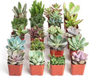 Shop Succulents Unique Succulent Plant Pack Collection - Live Mini Succulent Plants, Low Maintenance, Exceptional Colors & Textures - Wedding and Party Favors, Gift & Garden, Pack of 20 by GreenHaven Gardens