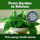 HOME GROWN Genovese Basil Seeds 2 Pack - 3500 𝗡𝗢𝗡-𝗚𝗠𝗢 𝗨𝗦𝗔 Heirloom Basil Seeds for Planting (Ocimum basilicum) - Herb Seeds for Indoor & Outdoor Gardening - Grow for Culinary Use by GreenHaven Gardens