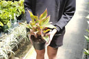 GARDENERA Aglaonema Plant Potting Soil - Enhance Foliage Beauty and Health with Professional Grade Nutrient-Rich Mix - 3 Quart, MAIN-AGLAONEMA-3QT by GreenHaven Gardens