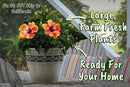 Hibiscus Bush - Fiesta Flower - Tropical Plants of Florida - Overall Height 22" to 26" (Plant Only) by GreenHaven Gardens