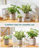 vancasso Ceramic Plant Pots, 4+5+6 inches, Set of 3, Planters with Drainage Hole, Flower Pots Planters Pots for Indoor Plants, Modern Indoor Decorative Garden Pot, Home Decor, Gray by GreenHaven Gardens