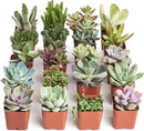 Shop Succulents Unique Succulent Plant Pack Collection - Live Mini Succulent Plants, Low Maintenance, Exceptional Colors & Textures - Wedding and Party Favors, Gift & Garden, Pack of 20 by GreenHaven Gardens