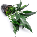 Anubias Live Aquarium Plants - Potted Freshwater Plant for Fish Tanks, Terrariums - Beginner Friendly Low Light (Lanceolata, Mother Plant) by GreenHaven Gardens