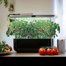 1,500+ Tomato Seeds, Heirloom Vegetable Seed for Planting Indoor Outdoor, 10 Varieties Salad Tomato Seeds Garden Hydroponic Kit, Non-GMO Home Hydroponic Fresh Food Veggie Supply by GreenHaven Gardens