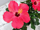 Tropical Plants of Florida - Pink Hibiscus Bush Dwarf - Tropical Flowering Plant Large - 12" to 16" Overall Height - 1 Gallon Planter (Plant Only) by GreenHaven Gardens