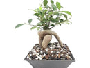 Bonsai All-Purpose Fertilizer by The Bonsai Supply – 5oz | Quick Results | Micro Nutrients for Vital Bonsai Health by GreenHaven Gardens