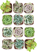 Shop Succulents Mixed Succulent Plant Pack 2" Grow Pot Pack of 12 by GreenHaven Gardens