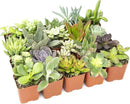 Altman Plants Live Succulents (20 Pack) & Live Pothos Plants (4PK) Indoor House Plants by GreenHaven Gardens