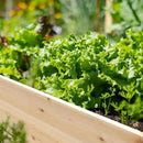 MUPATER 4x2FT Raised Garden Bed,Raised Garden Bed with Four Legs, Elevated Planter Box with Drainage Holes for Herbs and Vegetables, Outdoor and Indoor, Natural Wood by GreenHaven Gardens