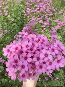 24 Pack Iron Cross Shamrock Plant Bulbs, Live Oxalis Bulbs for Indoor Outdoor Gardens, Year-Round Perennial Lucky Shamrock Plants Live in Pots Home Decor by GreenHaven Gardens