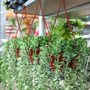 Tioncy 50 Pcs Plastic Hanging Planter Round Hanging Pot for Plants Containers with Hook Flower Plant Pots Holders for Outdoor Indoor Plant Balcony Garden Decor(Coffee) by GreenHaven Gardens