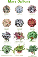 Live Succulent Echeveria 'Mexican pulidonis', Approx 2-inch Large, Potted Succulents, Fully Rooted, Easy Care House Plants by GreenHaven Gardens