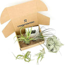 Air Plants - Hod Gift Box - 5ct - Live Arrival Guaranteed - House Plants for Home Decor & Gift by GreenHaven Gardens