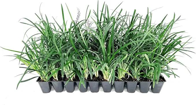 Liriope Super Blue | 20 Live Plants | Liriope muscari 'Super Blue' | Ornamental Ground Cover Plants | Shade-Tolerant Landscaping Perennial