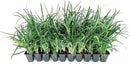 Liriope Super Blue | 20 Live Plants | Liriope muscari 'Super Blue' | Ornamental Ground Cover Plants | Shade-Tolerant Landscaping Perennial by GreenHaven Gardens