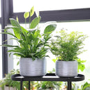 8 Inch + 6 Inch Ceramic Plant Pots Indoor with Drainage – Flower Pot Set, Decorative Indoor Planters for House Plants and Garden Use by CozyNest Decor