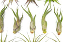 50 Pack of Classic Air Plants Variety - Live Succulent House Plants - Available in Wholesale and Bulk - Home and Garden Decor - Easy Care Indoor/Outdoor Air Plant by GreenHaven Gardens