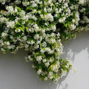 Star Jasmine/Confederate Jasmine - Trachelospermum Jasminoides. Live. Fragrant Flowers. (2 Plants in Cup) by GreenHaven Gardens