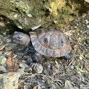 Danmu 1Pc of Polyresin Tortoise Statue Garden Statues, Outdoor Statues, Garden Ornaments, Yard Statue for Home and Fairy Garden Decor (S 5 1/10" x 4 1/3" x 2 1/3") by GreenHaven Gardens