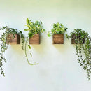 LaLaGreen Wood Planter Boxes (4 Pack, 4x4 Inch) Small Square Wooden Wall Mounted Flower Pot for Indoor Plants, Window Box Mount Hanging Herb Planters Outdoor Plant Holder Vertical Garden Home Decor by GreenHaven Gardens