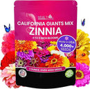 NatureZ Edge Zinnia Seeds for Planting Outdoors – California Giants Flower Seeds, Bulk Semillas de Flores para Sembrar, 1 Oz by GreenHaven Gardens
