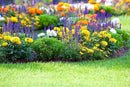 10000+ Perennial Mix Wildflower Seeds 16 Assorted Varieties of Heirloom Flower -1oz Zinnia Poppy Crimson Clover Milkweed Lupine Marigold Mexican Hat Sage Nasturtium by GreenHaven Gardens