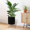 ARNIS Modern Plant Pots, Set of 2 Round Large Planters with Stand, Large Size Metal Pots with Drainage Holes for Living Room, Office, Garden or Balcony, 10.5 &12.25 Inch, Black & Gold by CozyNest Decor